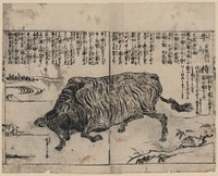 [A large bull or ox]. Original from the Library of Congress.