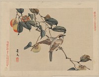 Zenpen no jū. Original from the Library of Congress.