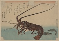 Ise ebi to shiba ebi. Original from the Library of Congress.