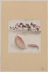 [Sweet potato or yam with plant growing in the background]. Original from the Library of Congress.