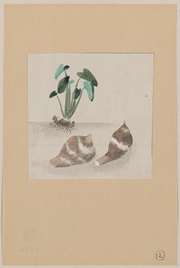[Satoimo taro potato with plant growing in the background]. Original from the Library of Congress.