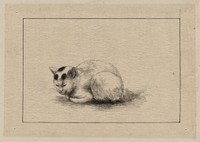 [Domestic cat]. Original from the Library of Congress.