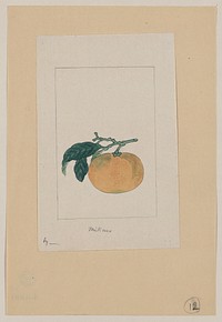 Mikan. Original from the Library of Congress.