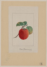 Kaki (persimmon). Original from the Library of Congress.