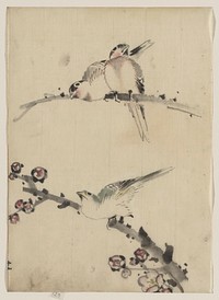 [Three birds perched on branches, one with blossoms]. Original from the Library of Congress.