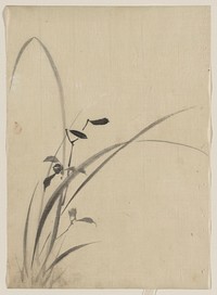 [Grasses]. Original from the Library of Congress.