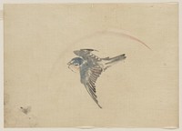 [A bird flying to the left, seen from above]. Original from the Library of Congress.