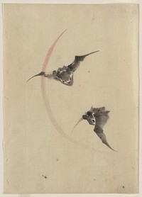 [Two bats flying]. Original from the Library of Congress.