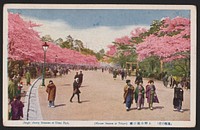 Single cherry blossom at Ueno Park (Flower season at Tokyo) (Tōto no Hana) Ueno Kōen no Sakura.. Original from the Library of Congress.