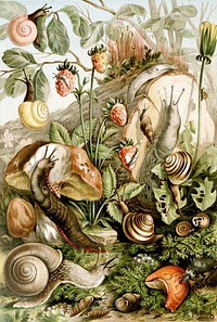 Please note that this image is not suitable to illustrate "Pulmonata" or any other taxon, because it is intended to illustrate an ecological group - land molluscs, which is clearly indicated in the title of the illustration. It depicts various examples of European land snails and slugs that are mostly pulmonates with one exception: Pomatias elegans in the center foreground with operculum. It also shows eggs, food plants and a predator. The legend is available here.