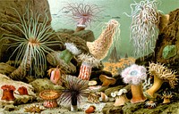 Various examples of sea anemones (1893 print).