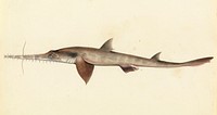 Sketch 25. (Longnose) Saw shark (Pristiophorus cirratus) watercolour on paper sketch from the Sketchbook of fishes by Van Diemonian (Tasmanian) artist and convict William Buelow Gould (1801 - 1853).Produced c1832 as part of a thirty-six image still life sketchbook of fishes while Gould was a convict on Sarah Island at the Macquarie Harbour Penal Station. Probably done for Dr William De Little.Actual size 185 x 227 mm. This version is cropped to the main image.