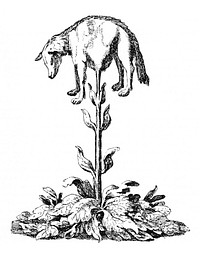 Vegetable lamb (Lee, 1887)