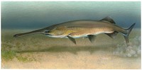 Image of American paddlefish (Polyodon spathula)