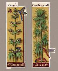 Cannabis sativa, "canabs", "chanve fumelle" and "chanve male", as seen in the Grandes Heures of Anne of Bretagne, (1505-1508). Here we have probably the most ancient botanic depiction of the plant in the western world (male and female).