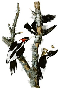 Edited version of Plate 66 of Birds of America by John James Audubon depicting Ivory-billed Woodpecker. Hand-colored engraving. Male on the left, female on the right.