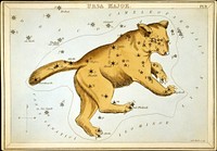 Ursa Major, Astronomical chart showing a bear forming the constellation. 1 print on layered paper board : etching, hand-colored.