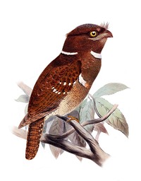 « Batrachostomus septimus » = Batrachostomus septimus (Philippine Frogmouth)