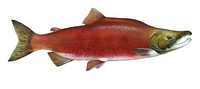 Sockeye salmon (Oncorhynchus nerka) from the Northern Pacific Ocean.