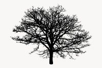 Tree silhouette, isolated botanical image