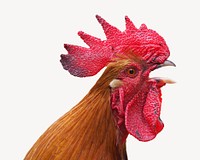 Chicken head, isolated animal image psd