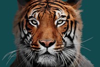 Wild tiger portrait, zoo animal psd