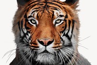 Tiger head collage element psd