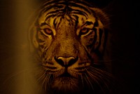 Tiger background, wild animal design