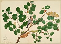 Brahminy Starling with Two Antheraea Moths, Caterpillar, and Cocoon on Indian Jujube Tree (1777) painting in high resolution by Sheikh Zainuddin. Original from the Minneapolis Institute of Art. 