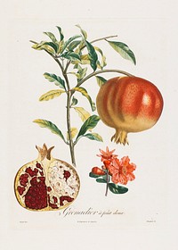 Grenadier a fruit doux, from Traite des Arbres Fruitiers (1807–1835) painting in high resolution by P. Jean Turpin. Original from the Minneapolis Institute of Art. 