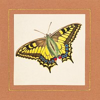 Equites Achivi Machaon Swallowtail (ca. 1820–1839) painting in high by William Wood Thackara. Original from the Library of Congress. Digitally enhanced by rawpixel.