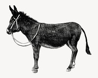 Vintage donkey, black and white illustration  psd