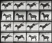 Mule, kicking. From a portfolio of 83 collotypes (1887) by Edweard Muybridge. Original from The Minneapolis Institute of Art. Digitally enhanced by rawpixel.