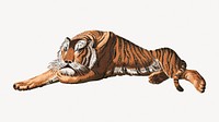 Vintage tiger, wild animal illustration psd