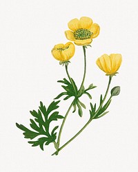 Yellow poppy flower illustration