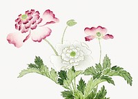 Vintage pink peonies illustration