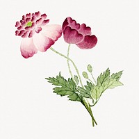 Vintage pink peonies illustration