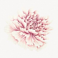 Pink peony, vintage flower illustration