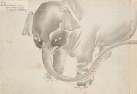 Utagawa Hiroshige (1797 &ndash; 1858) Elephant, Album of ichiryusai hiroshige's sketches. Original public domain image from the MET museum.