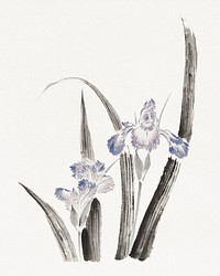 Katsushika Hokusai’s Japanese iris flower, Album of Sketches (1760–1849) paintings. Original public domain image from The MET Museum.   Digitally enhanced by rawpixel.