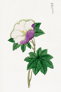 Japanese hibiscus (1800-1860) vintage drawing. Original public domain image from the Library of Congress.   Digitally enhanced by rawpixel.