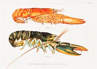 The American Lobster: A Study of its Habits and Development (1895) by HERRICK and Francis Hobart. Original public domain image from Biodiversity Heritage Library.   Digitally enhanced by rawpixel.