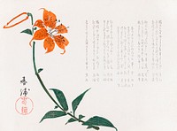 Tiger lily (1861–1864) vintage Japanese painting by Shunpo. Original public domain image from the Minneapolis Institute of Art.   Digitally enhanced by rawpixel. Digitally enhanced by rawpixel.