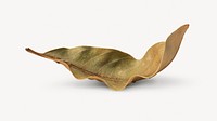 Dry leaf, isolated botanical image psd