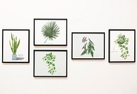 Collection of leaves framed on a wall
