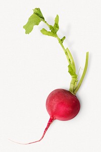 Fresh radish, vegetable on off white background