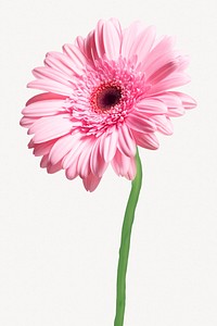 Pink daisy flower, botanical collage element psd