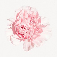 Pink carnations collage element, spring design psd