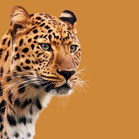 Leopard, wild animal closeup portrait psd