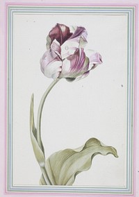 Tulipa gesneriana (Didier's Tulip) (1816) painting in high resolution by Josepha Tusch. Original from the Minneapolis Institute of Art. Digitally enhanced by rawpixel.. Original from the Minneapolis Institute of Art.